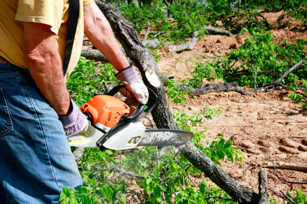 Best Emergency Tree Service  in South Whittier, CA